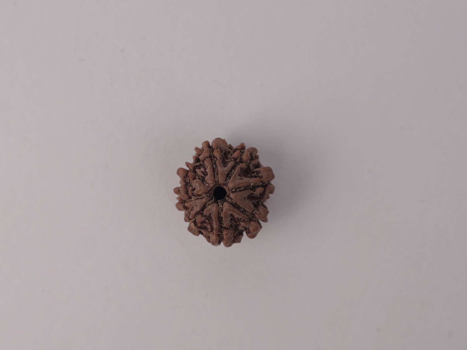 5 MUKHI RUDRAKSH (पाँच मुखी रुद्राक्ष) - Image 4