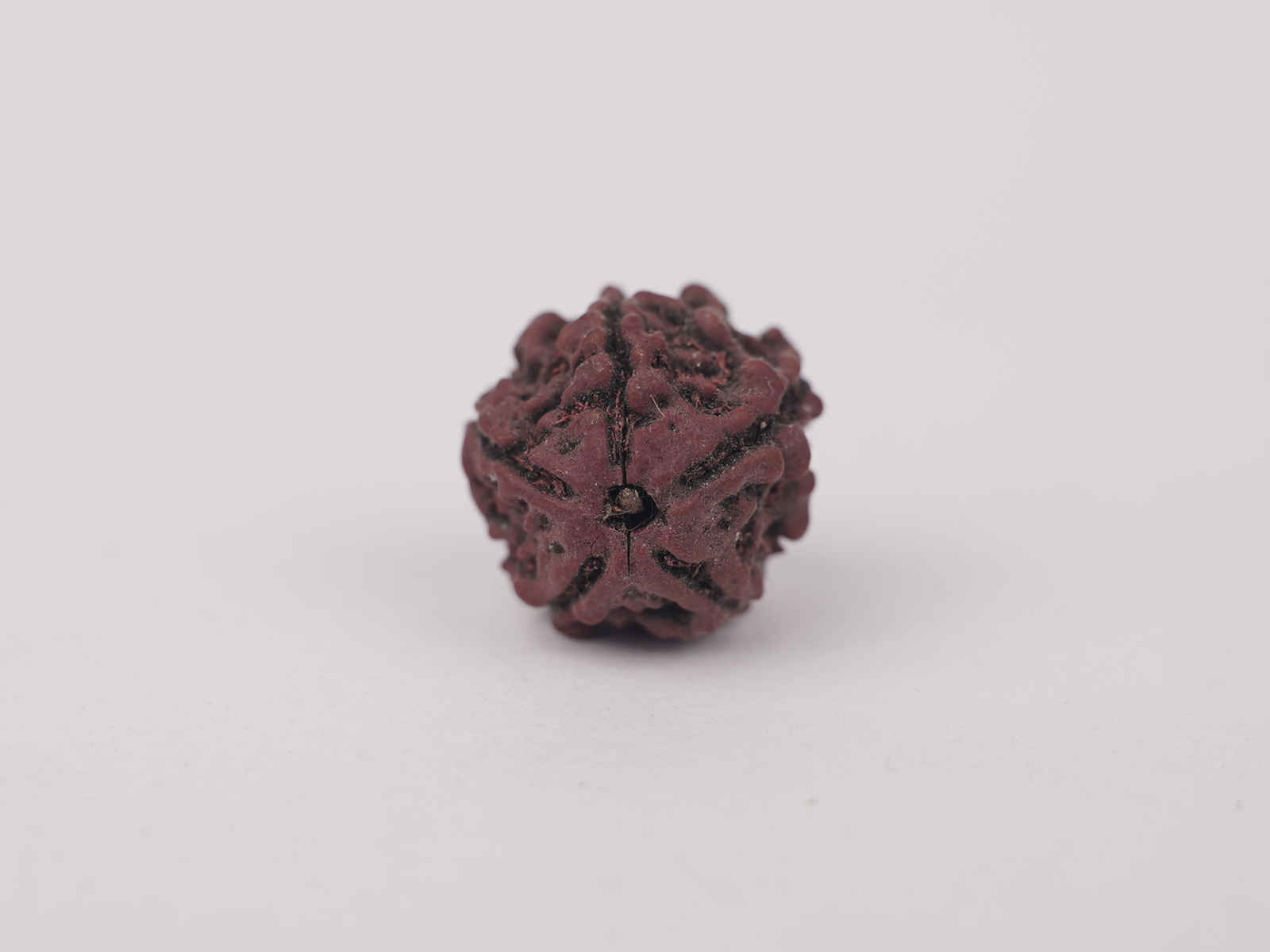 5 MUKHI RUDRAKSH (पाँच मुखी रुद्राक्ष) - Image 3