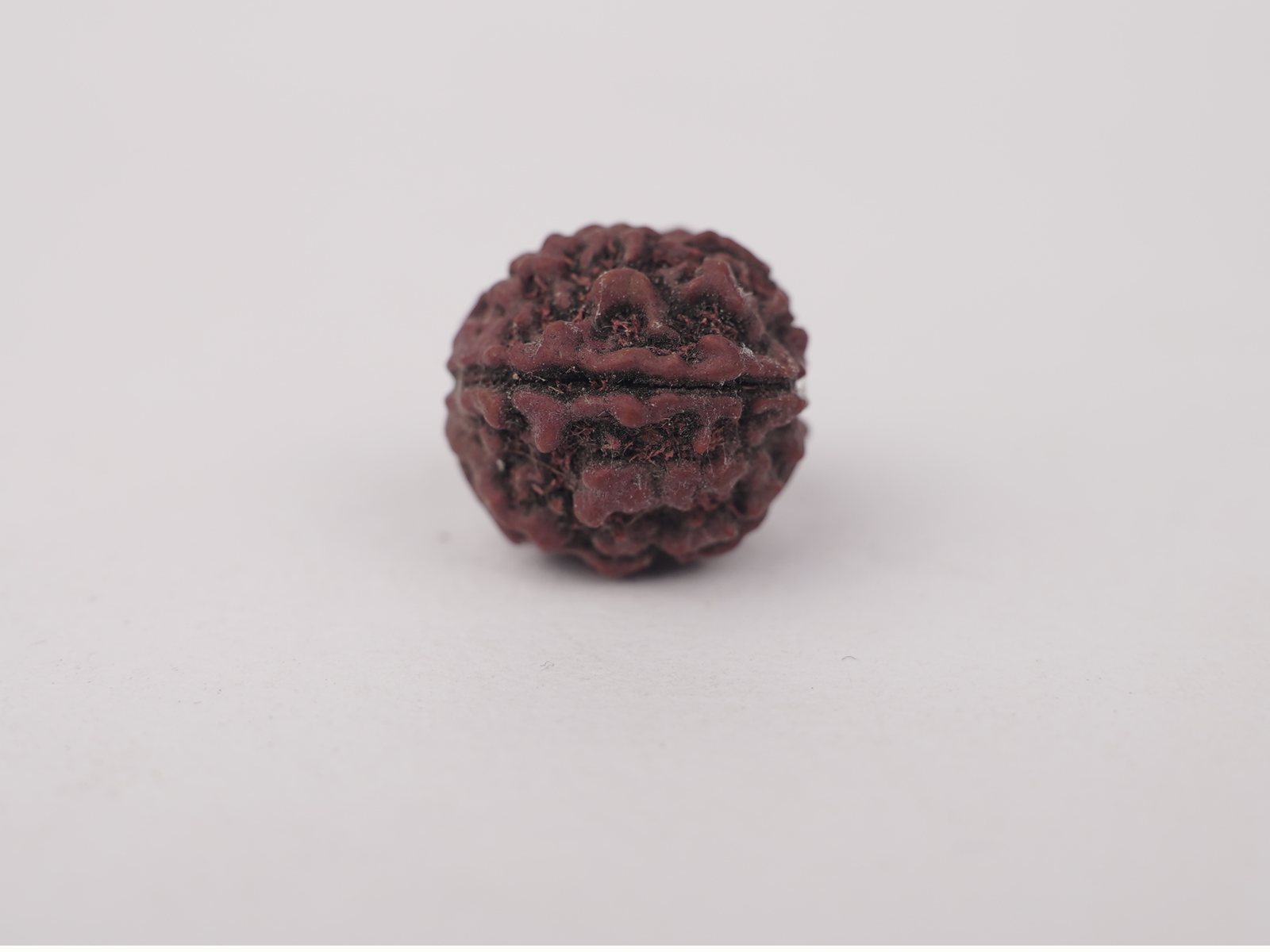 5 MUKHI RUDRAKSH (पाँच मुखी रुद्राक्ष) - Image 2