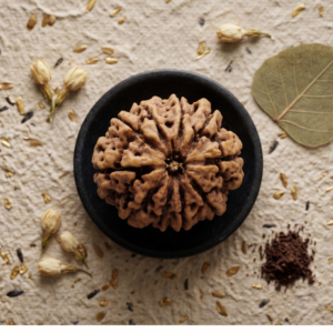 10 MUKHI RUDRAKSH (दस मुखी रुद्राक्ष)