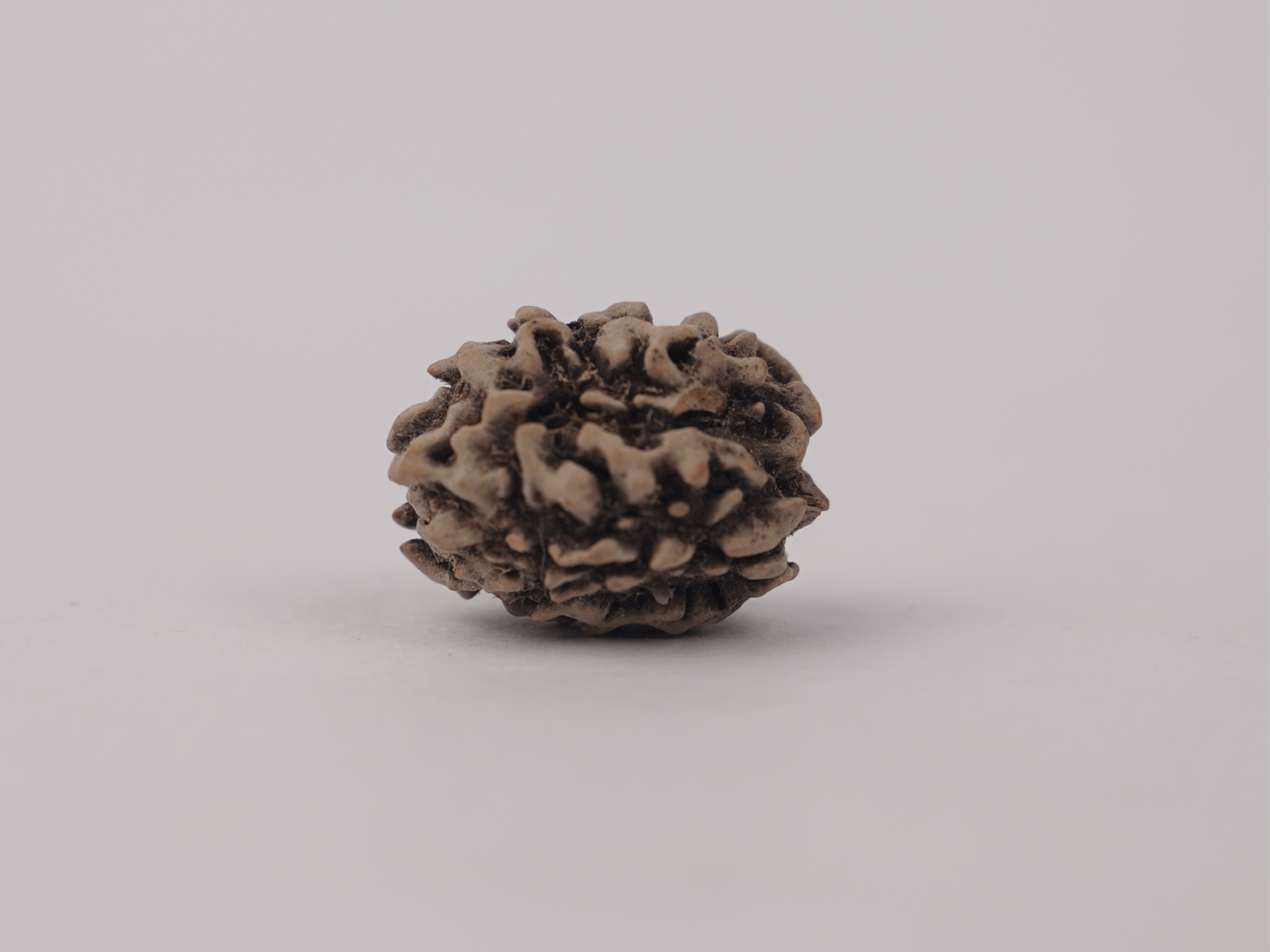 3 MUKHI RUDRAKSH (तीन मुखी रुद्राक्ष) - Image 2
