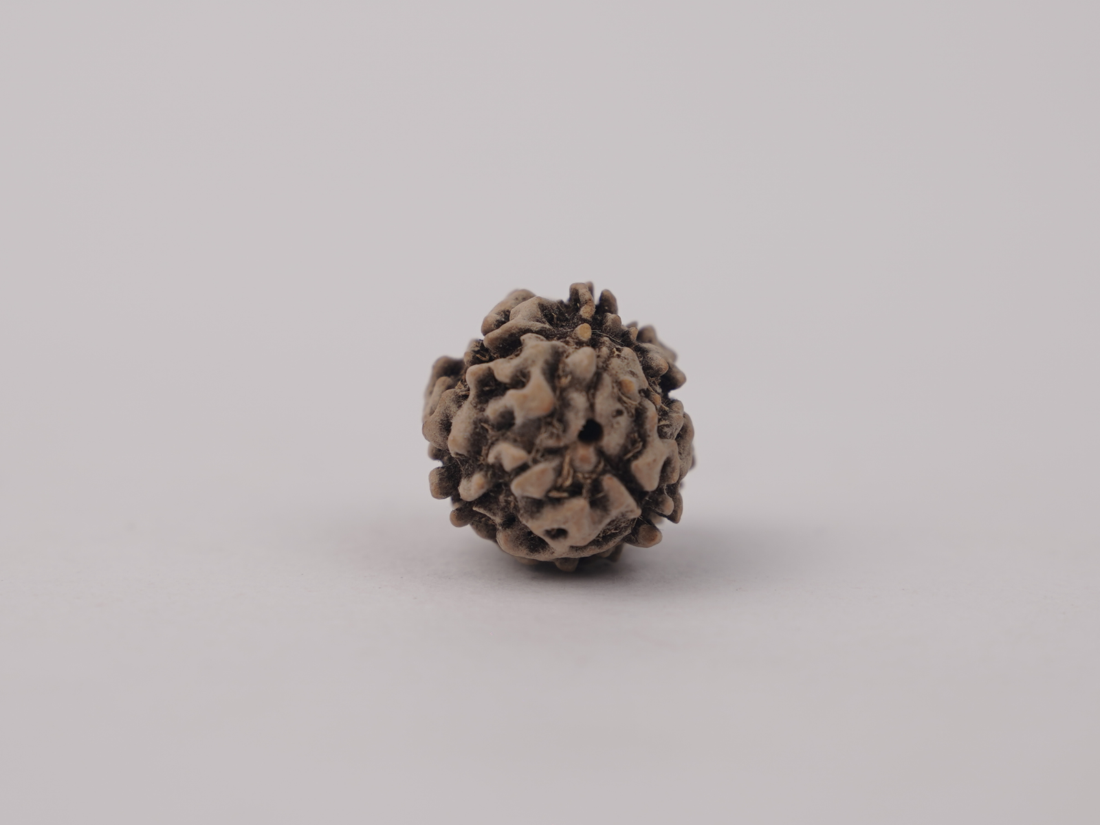 3 MUKHI RUDRAKSH (तीन मुखी रुद्राक्ष) - Image 3
