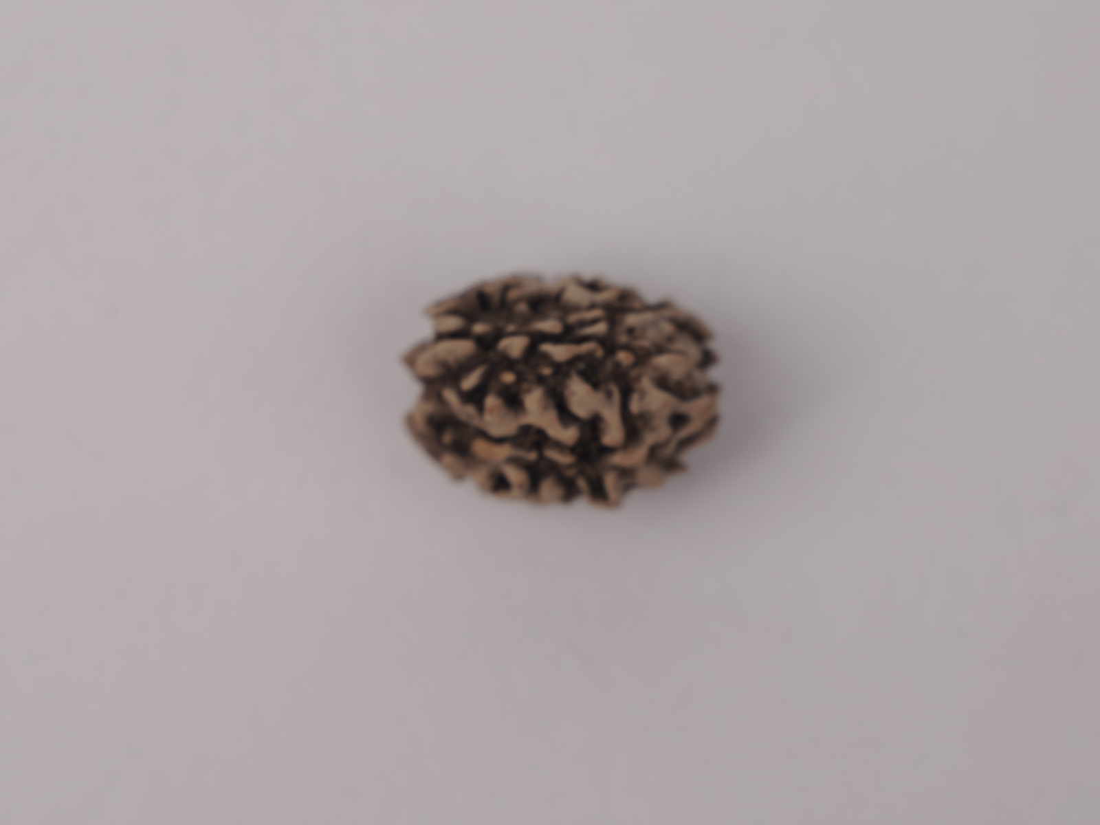 3 MUKHI RUDRAKSH (तीन मुखी रुद्राक्ष) - Image 4