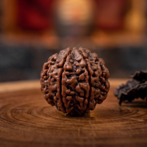 5 MUKHI RUDRAKSH (पाँच मुखी रुद्राक्ष)