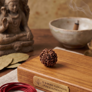 6 Mukhi Rudraksh (छः मुखी)