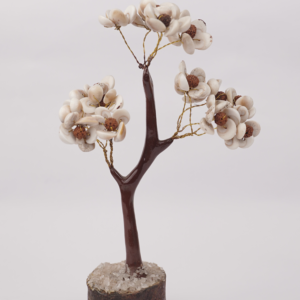 Rudraksh Tree (रुद्राक्ष का पेड़)