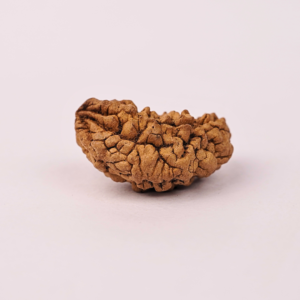 1 Mukhi Rudraksha (Original) – Sākshāt Shiv Swaroop