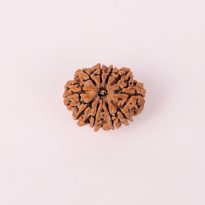 Natural 10 Mukhi Rudraksha
