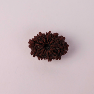 Natural 12 Mukhi Rudraksha