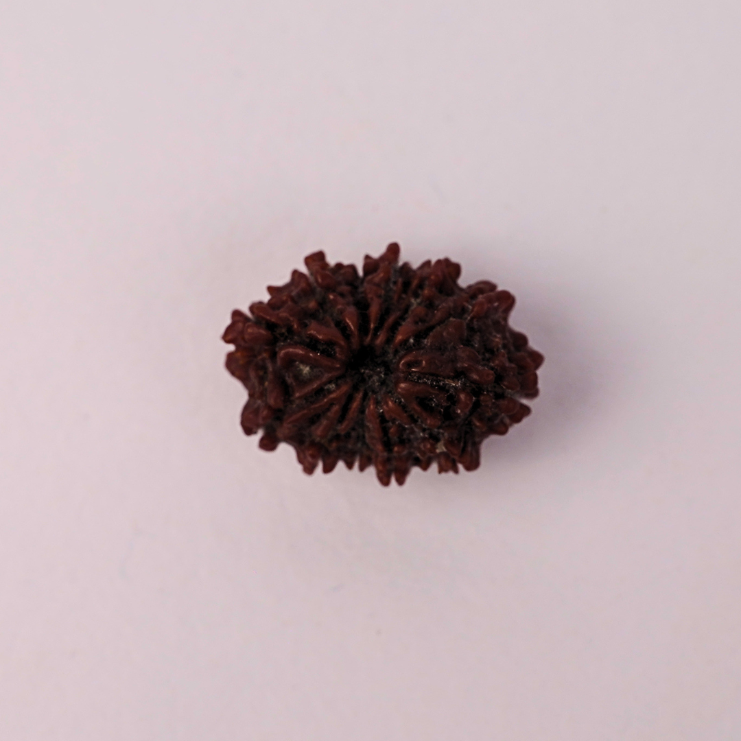 Natural 12 Mukhi Rudraksha