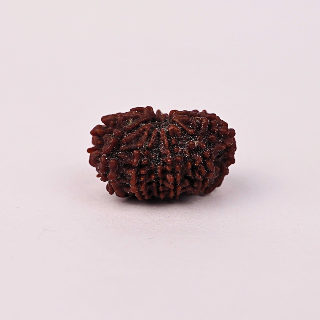 Natural 12 Mukhi Rudraksha - Image 2
