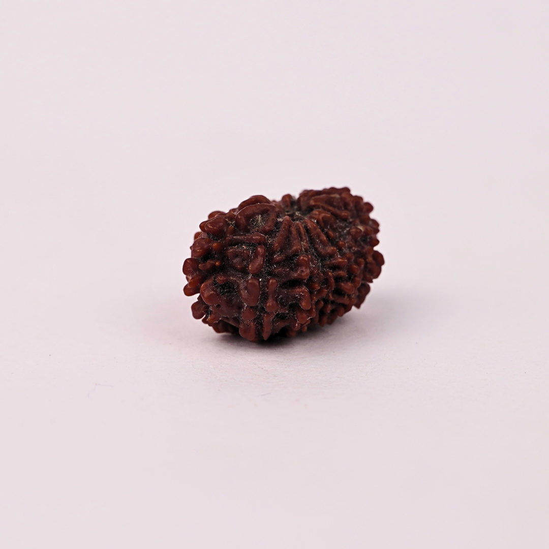 Natural 12 Mukhi Rudraksha - Image 4