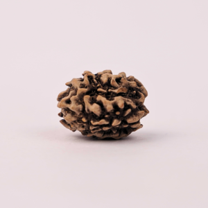 Natural 3 Mukhi Rudraksha