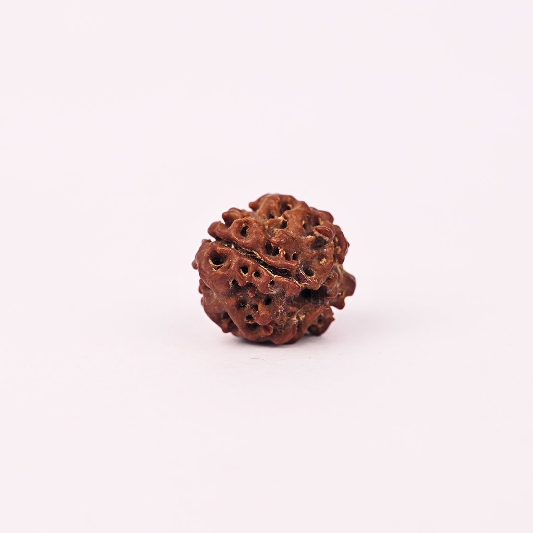 Natural 4 Mukhi Rudraksha - Image 3