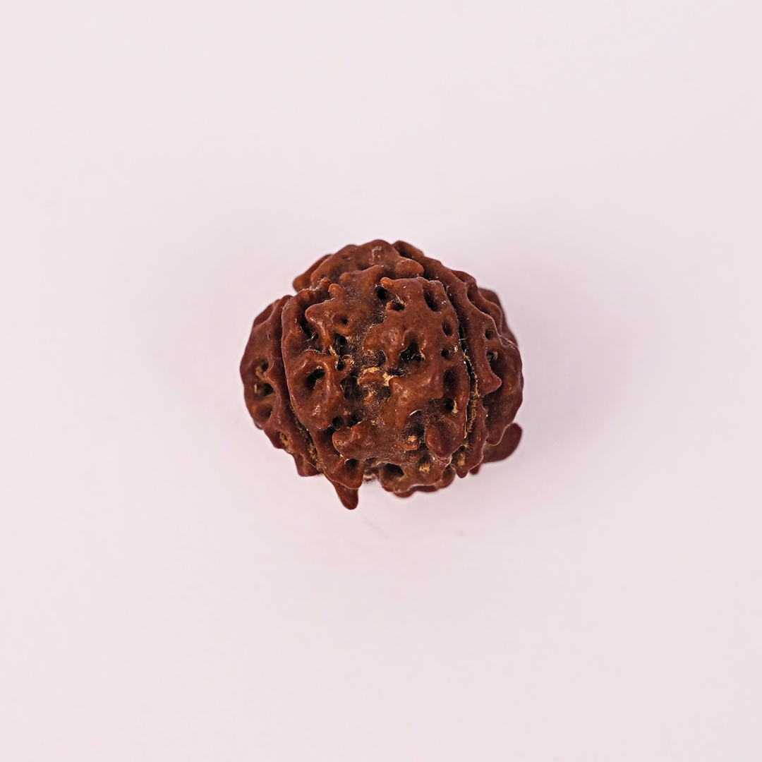 Natural 4 Mukhi Rudraksha - Image 2