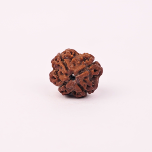 Natural 4 Mukhi Rudraksha
