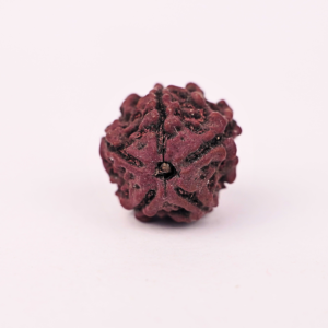 Natural 5 Mukhi Rudraksha