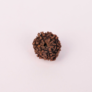 Natural 6 Mukhi Rudraksha