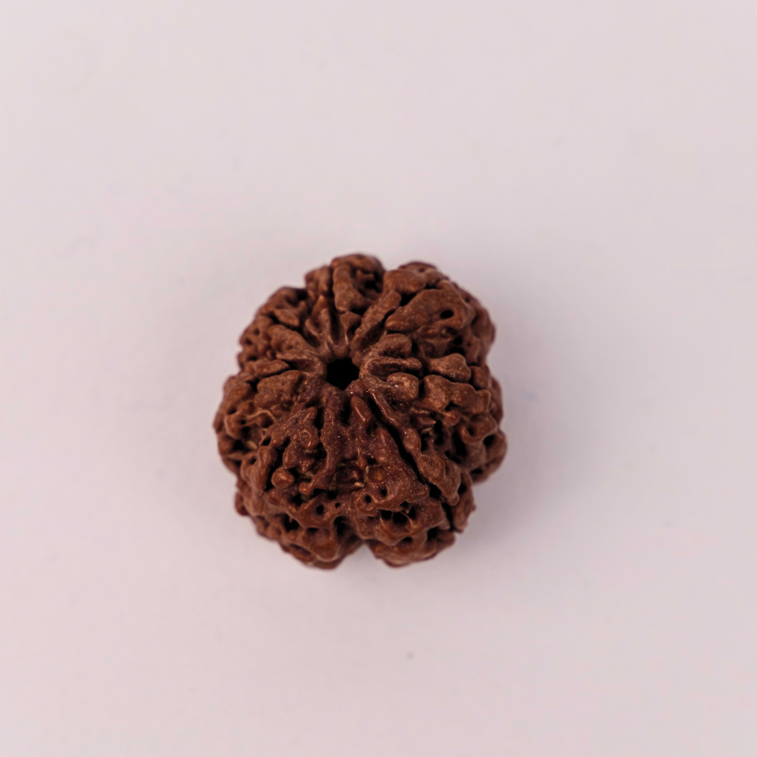 Natural 7 Mukhi Rudraksha