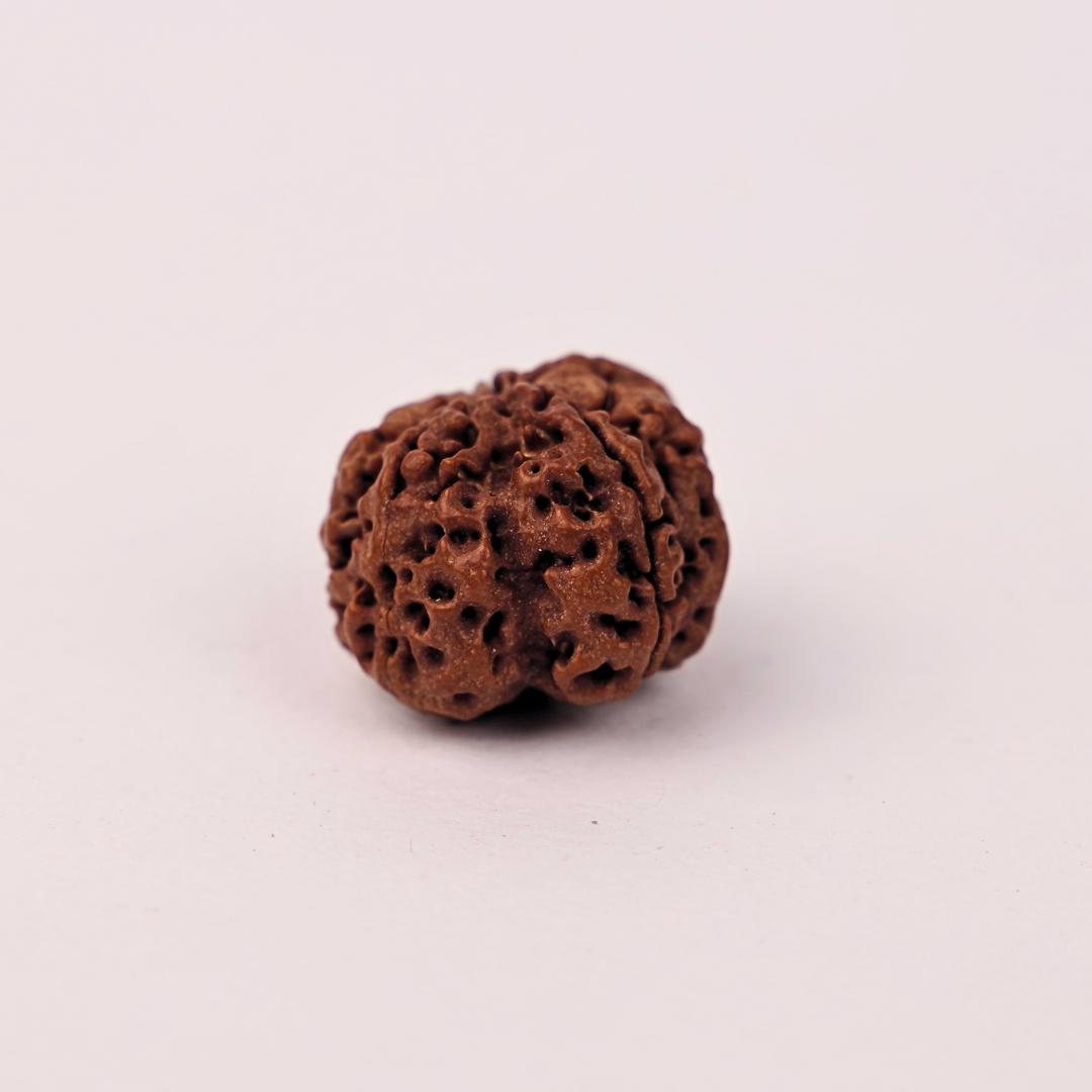 Natural 7 Mukhi Rudraksha - Image 2