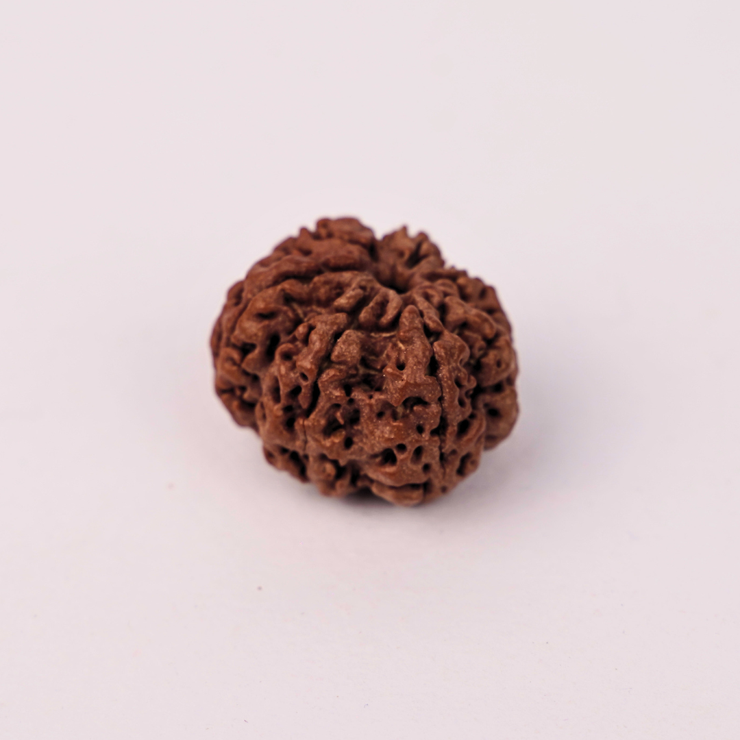 Natural 7 Mukhi Rudraksha - Image 3