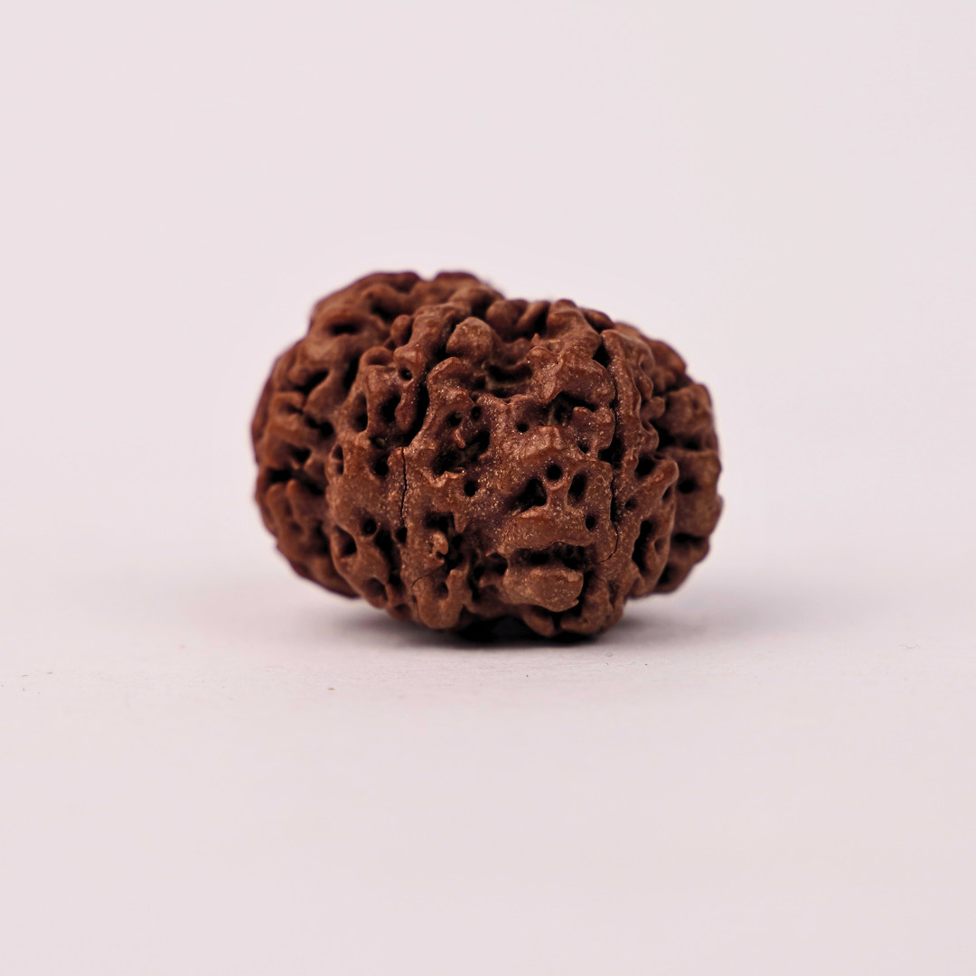 Natural 7 Mukhi Rudraksha - Image 4