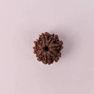 Natural 8 Mukhi Rudraksha